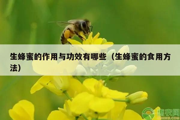 生蜂蜜的作用与功效有哪些（生蜂蜜的食用方法）