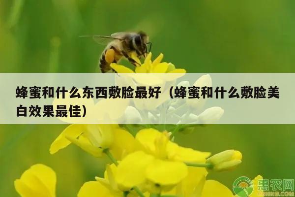 蜂蜜和什么东西敷脸最好（蜂蜜和什么敷脸美白效果最佳）