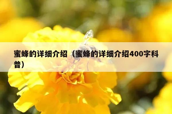 蜜蜂的详细介绍（蜜蜂的详细介绍400字科普）