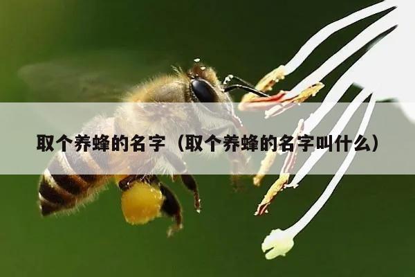 取个养蜂的名字（取个养蜂的名字叫什么）