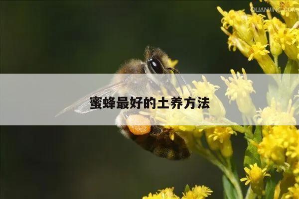 蜜蜂最好的土养方法