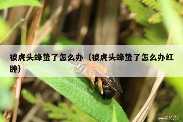 被虎头蜂蛰了怎么办（被虎头蜂蛰了怎么办红肿）