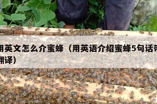用英文怎么介蜜蜂（用英语介绍蜜蜂5句话带翻译）
