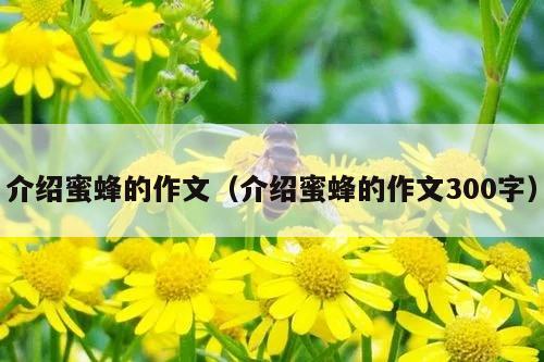 介绍蜜蜂的作文（介绍蜜蜂的作文300字）