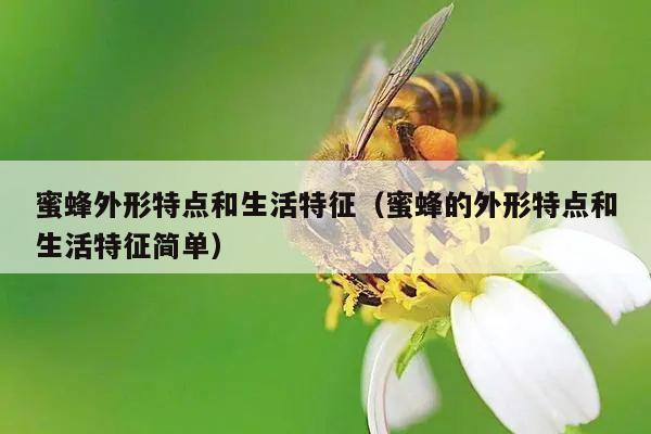 蜜蜂外形特点和生活特征（蜜蜂的外形特点和生活特征简单）
