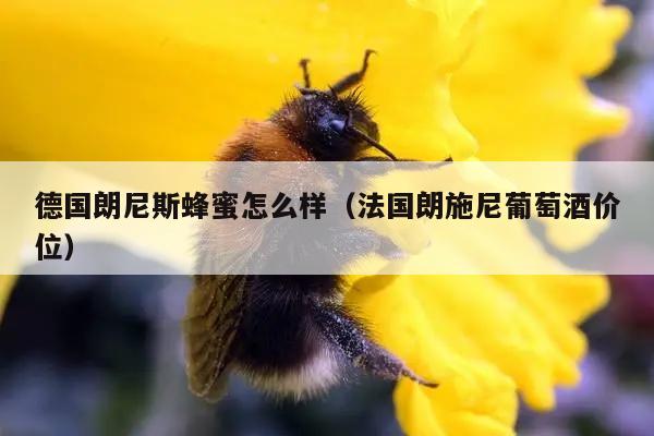 德国朗尼斯蜂蜜怎么样（法国朗施尼葡萄酒价位）