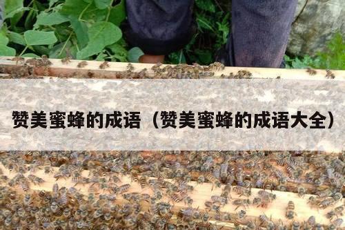 赞美蜜蜂的成语（赞美蜜蜂的成语大全）
