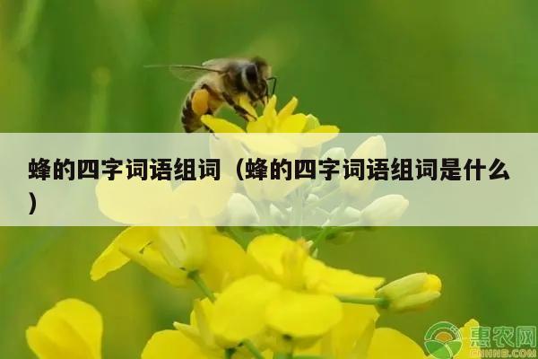 蜂的四字词语组词（蜂的四字词语组词是什么）