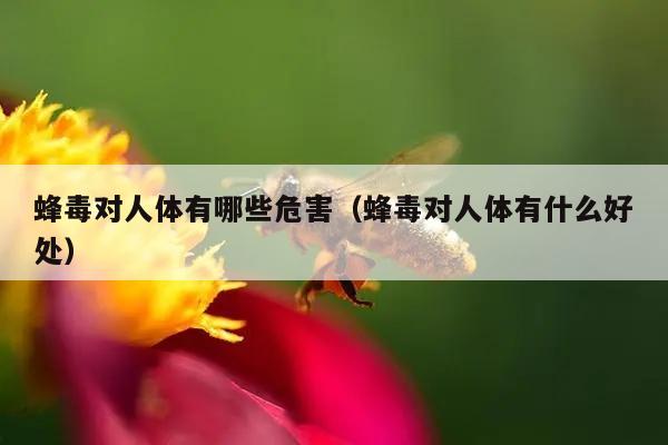 蜂毒对人体有哪些危害（蜂毒对人体有什么好处）