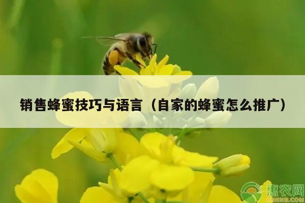 销售蜂蜜技巧与语言（自家的蜂蜜怎么推广）