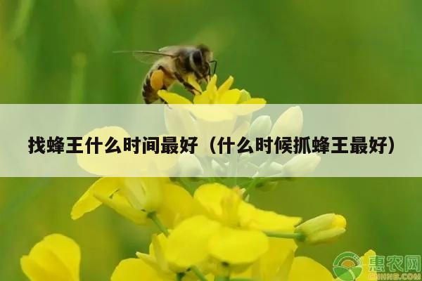 找蜂王什么时间最好（什么时候抓蜂王最好）