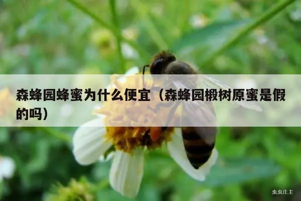 森蜂园蜂蜜为什么便宜（森蜂园椴树原蜜是假的吗）