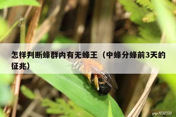 怎样判断蜂群内有无蜂王（中蜂分蜂前3天的征兆）