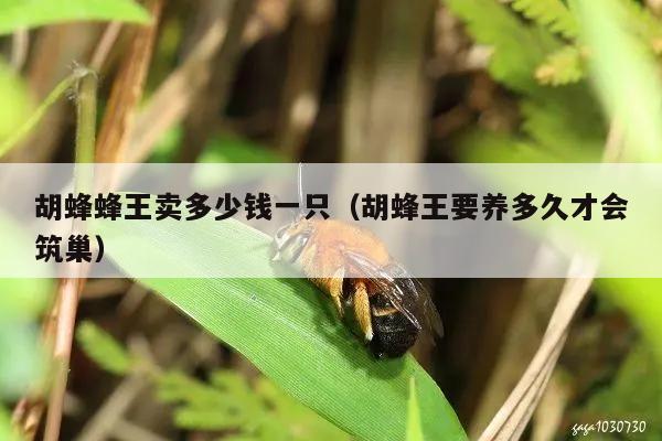 胡蜂蜂王卖多少钱一只（胡蜂王要养多久才会筑巢）