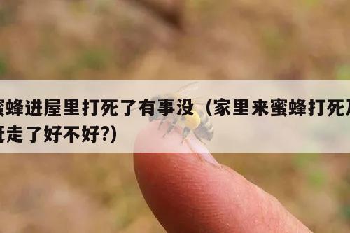 蜜蜂进屋里打死了有事没（家里来蜜蜂打死及赶走了好不好?）