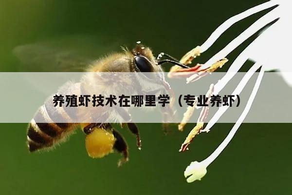 养殖虾技术在哪里学（专业养虾）