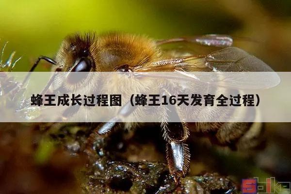 蜂王成长过程图（蜂王16天发育全过程）