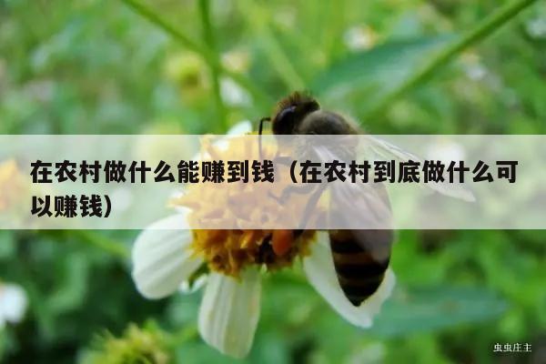 在农村做什么能赚到钱（在农村到底做什么可以赚钱）