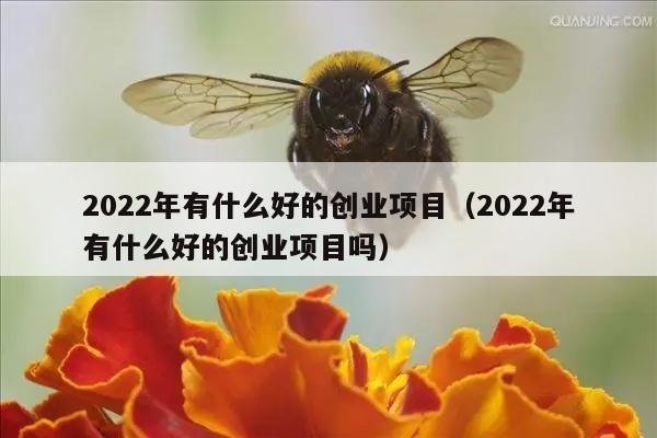 2022年有什么好的创业项目（2022年有什么好的创业项目吗）