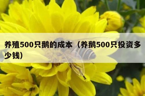 养殖500只鹅的成本（养鹅500只投资多少钱）