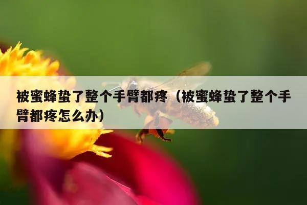 被蜜蜂蛰了整个手臂都疼（被蜜蜂蛰了整个手臂都疼怎么办）