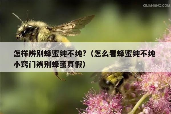 怎样辨别蜂蜜纯不纯?（怎么看蜂蜜纯不纯 小窍门辨别蜂蜜真假）