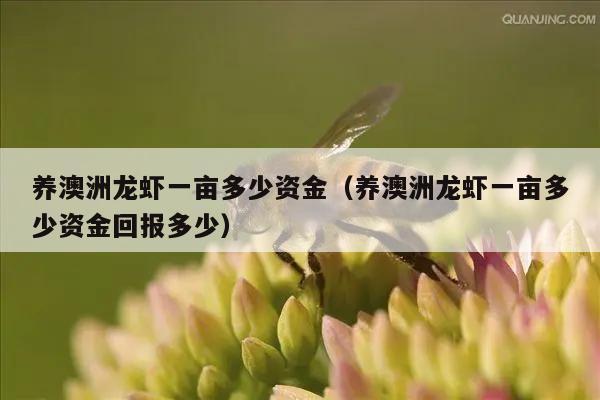 养澳洲龙虾一亩多少资金（养澳洲龙虾一亩多少资金回报多少）