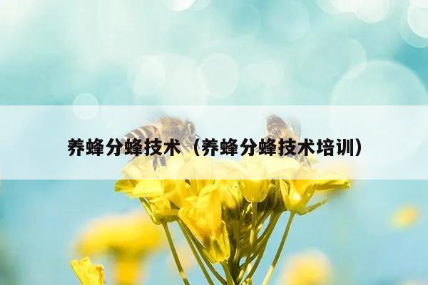 养蜂分蜂技术（养蜂分蜂技术培训）