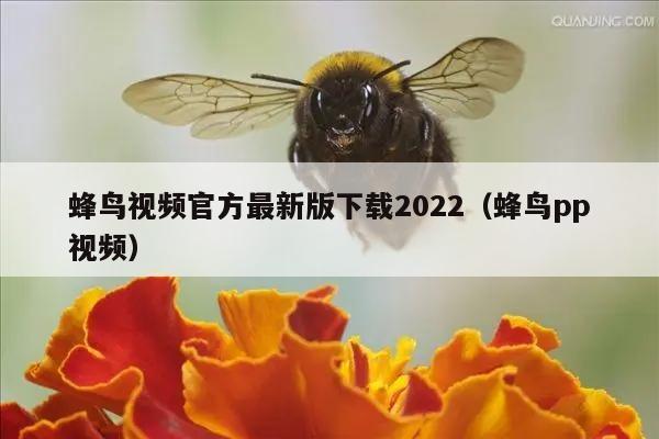 蜂鸟视频官方最新版下载2022（蜂鸟pp视频）