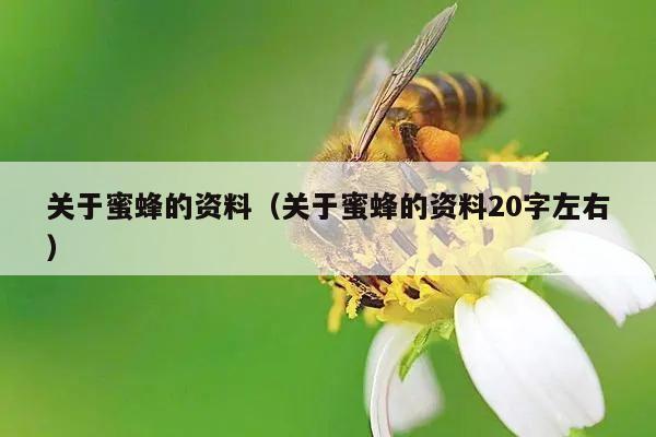 关于蜜蜂的资料（关于蜜蜂的资料20字左右）