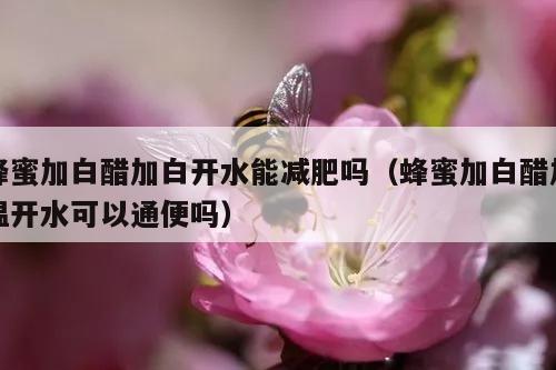 蜂蜜加白醋加白开水能减肥吗（蜂蜜加白醋加温开水可以通便吗）