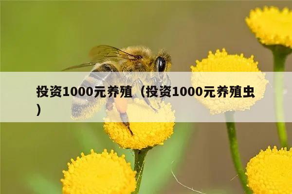 投资1000元养殖（投资1000元养殖虫）