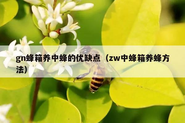 gn蜂箱养中蜂的优缺点（zw中蜂箱养蜂方法）