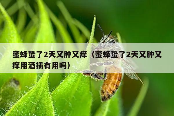 蜜蜂蛰了2天又肿又痒（蜜蜂蛰了2天又肿又痒用酒插有用吗）