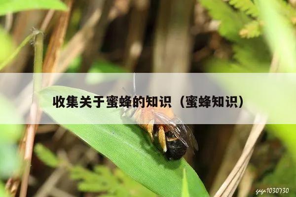 收集关于蜜蜂的知识（蜜蜂知识）