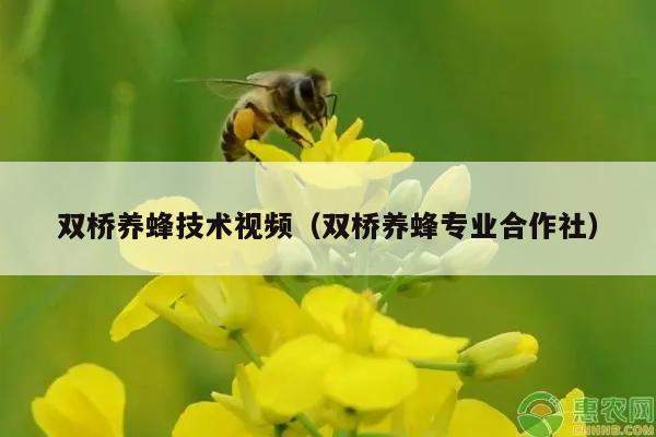 双桥养蜂技术视频（双桥养蜂专业合作社）