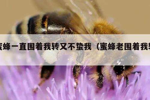 蜜蜂一直围着我转又不蛰我（蜜蜂老围着我转）