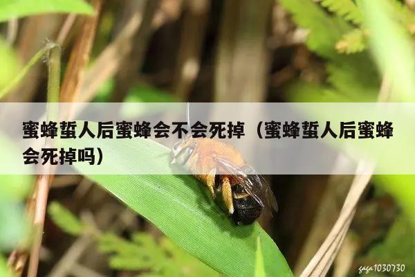 蜜蜂蜇人后蜜蜂会不会死掉（蜜蜂蜇人后蜜蜂会死掉吗）