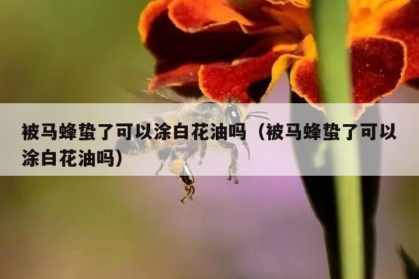 被马蜂蛰了可以涂白花油吗（被马蜂蛰了可以涂白花油吗）