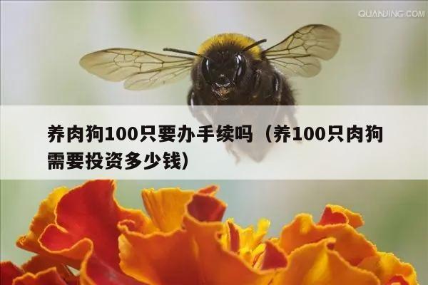 养肉狗100只要办手续吗（养100只肉狗需要投资多少钱）