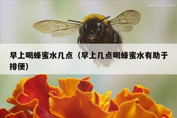 早上喝蜂蜜水几点（早上几点喝蜂蜜水有助于排便）