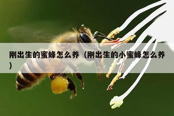 刚出生的蜜蜂怎么养（刚出生的小蜜蜂怎么养）