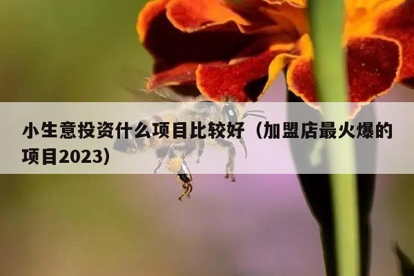 小生意投资什么项目比较好（加盟店最火爆的项目2023）