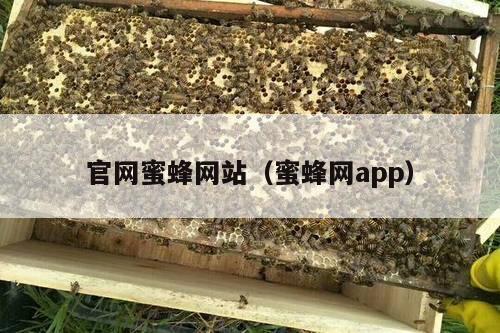 官网蜜蜂网站（蜜蜂网app）