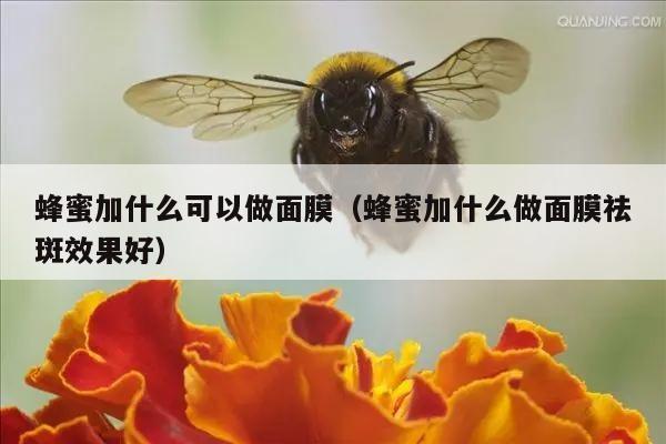 蜂蜜加什么可以做面膜（蜂蜜加什么做面膜祛斑效果好）