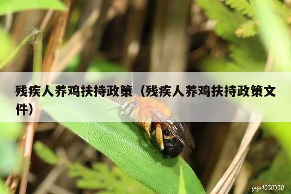 残疾人养鸡扶持政策（残疾人养鸡扶持政策文件）