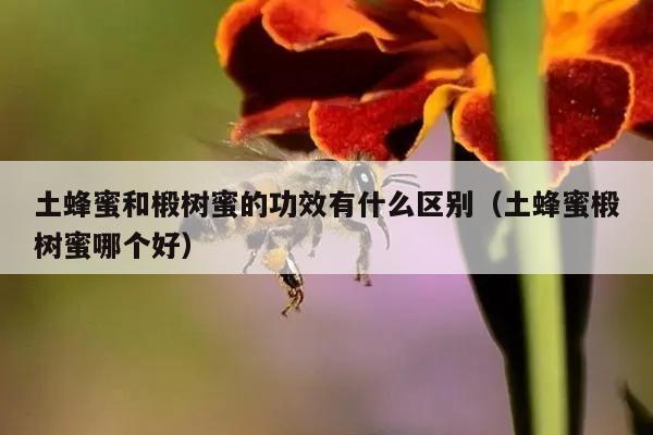 土蜂蜜和椴树蜜的功效有什么区别（土蜂蜜椴树蜜哪个好）