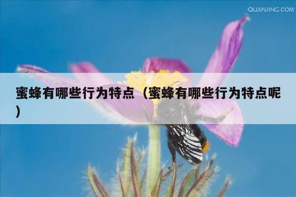 蜜蜂有哪些行为特点（蜜蜂有哪些行为特点呢）