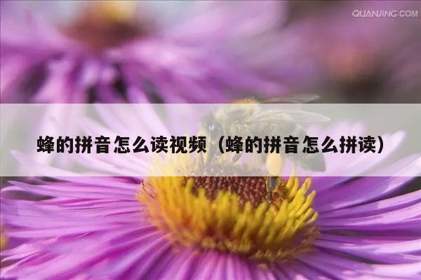 蜂的拼音怎么读视频（蜂的拼音怎么拼读）