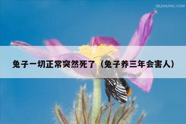 兔子一切正常突然死了（兔子养三年会害人）